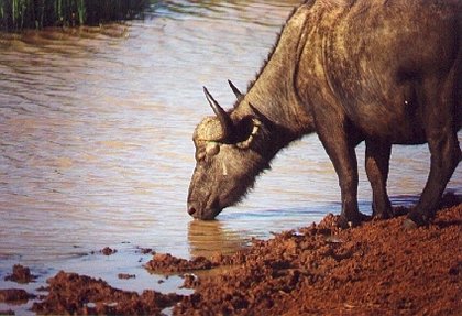 Drinkende Buffel in "The Ark"