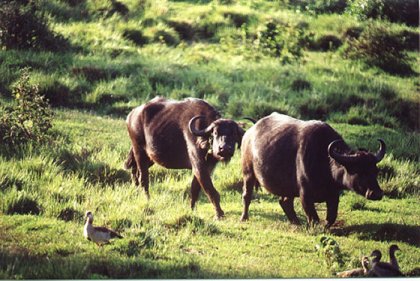 Buffels in "The Ark"
