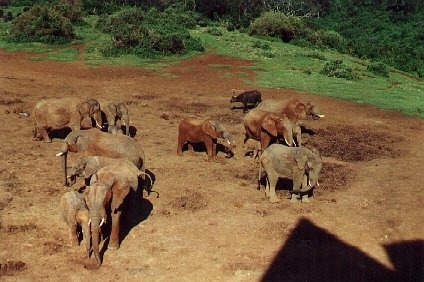 Troep Afrikaanse Olifanten in "The Ark"
