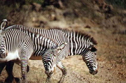 "Gewone" Zebra